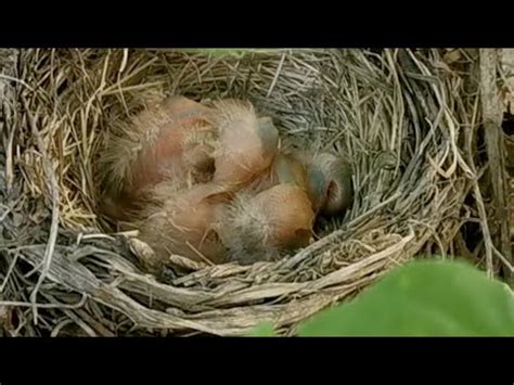 鳥在住家築巢|《鳥的生活》：鳥類築巢涉及利用大量物體創造新的結。